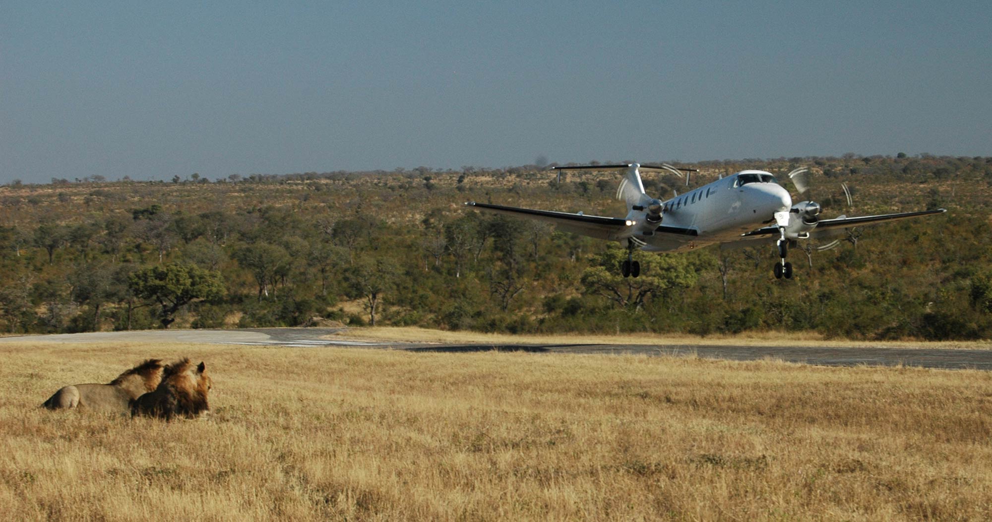 A lodge hop is an exciting way of travelling to Manyeleti