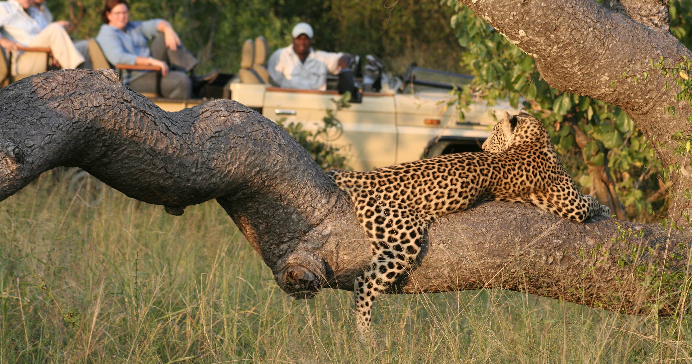 Manyeleti Game Reserve The Ultimate Private Safari Game Reserve