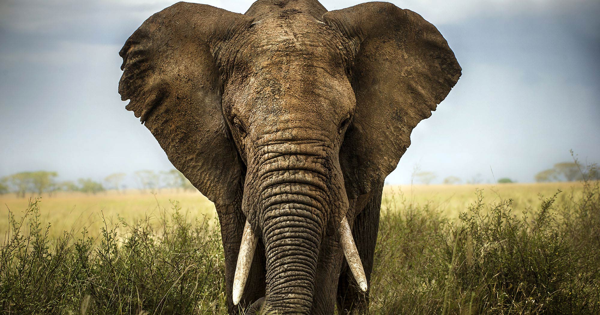 Manyeleti Big 5 safari elephant