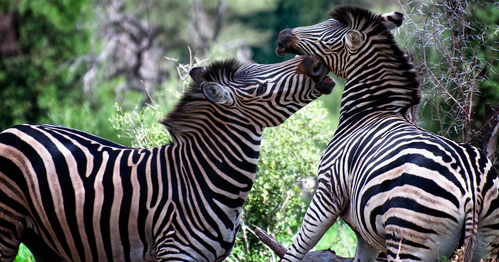 Manyeleti Kruger Game Reserve
