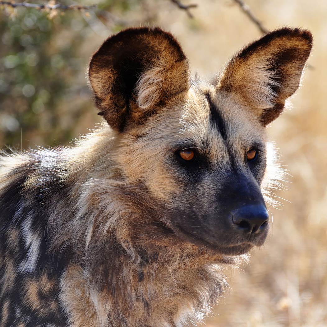 safari game reserve in mpumalanga