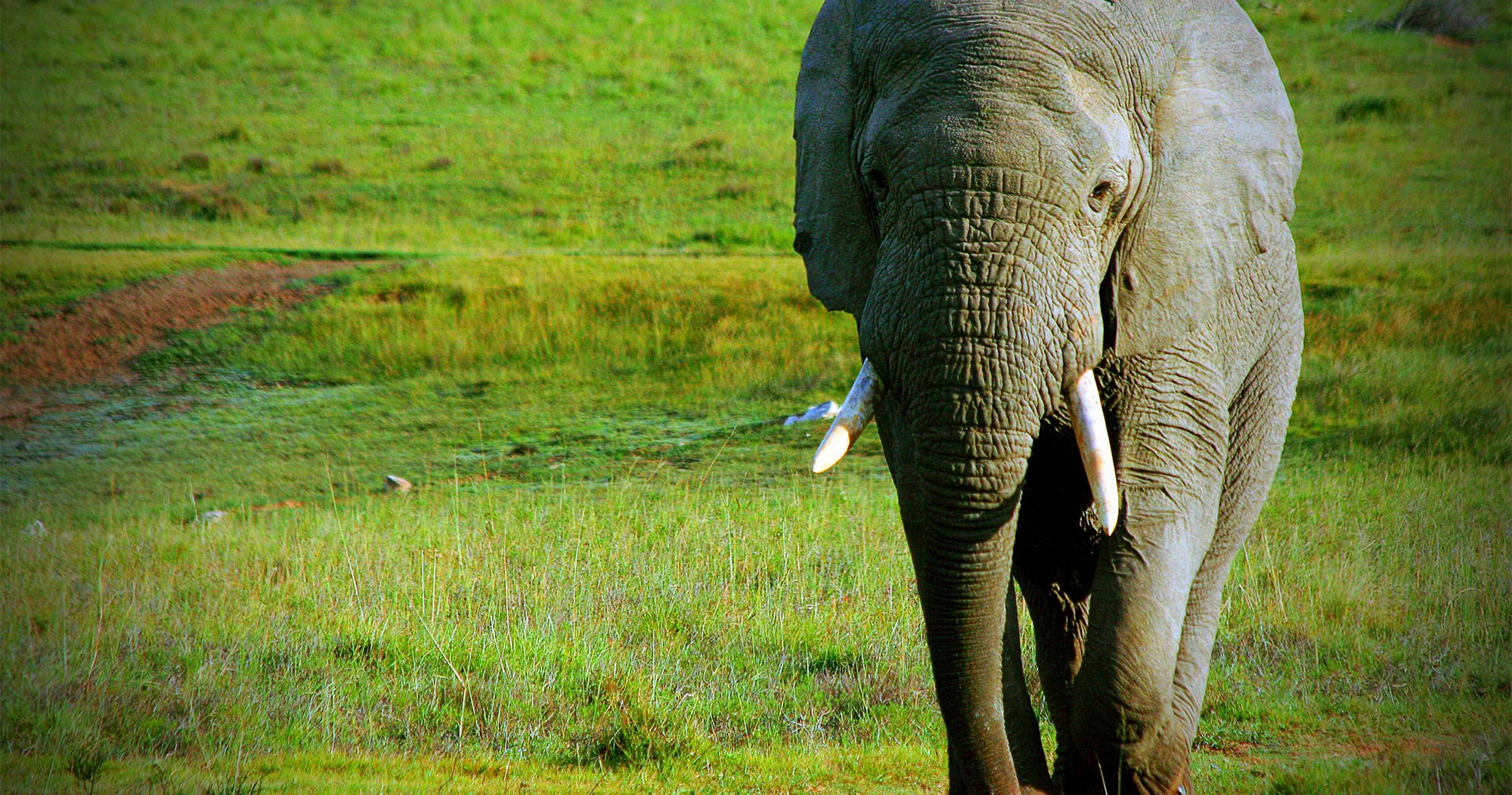 South Africa Kruger Manyeleti